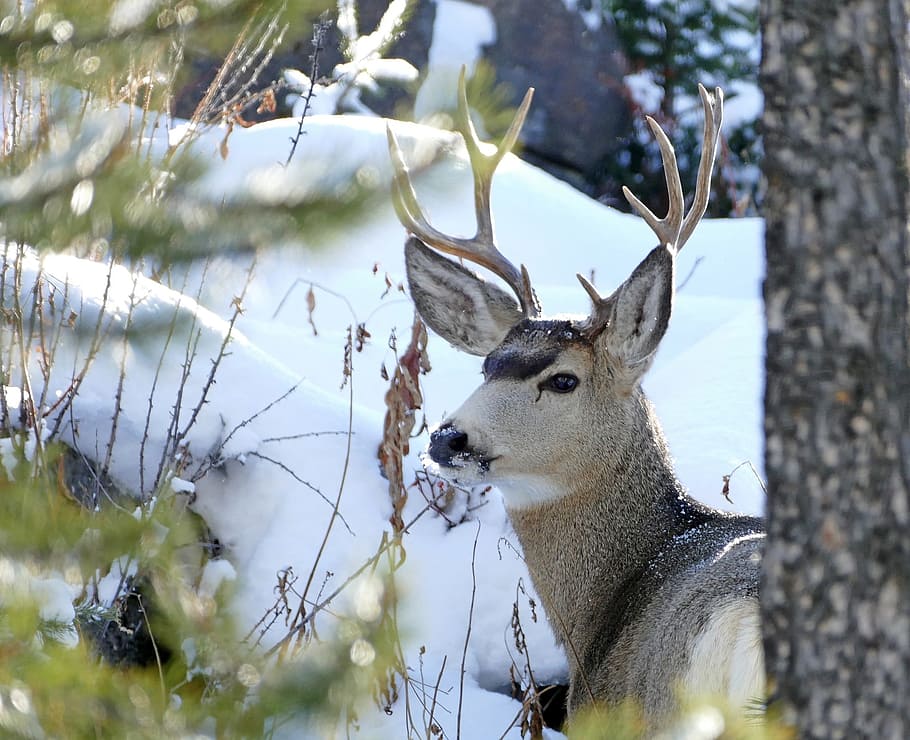brown deer near brown tree with snow closeup photo, mule deer, HD wallpaper
