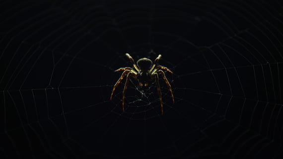 spider, insect, nature, web, dark, outdoor, animal themes, one animal HD wallpaper