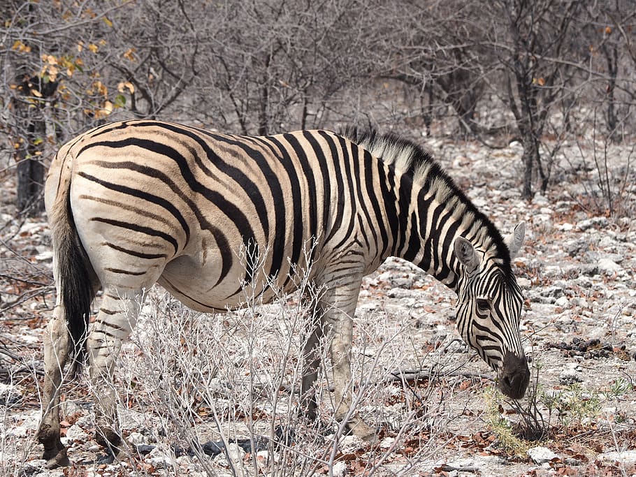 namibia, zebra, etosha, animal wildlife, animals in the wild HD wallpaper