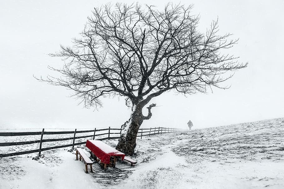 three, snow, winter, desk, cold temperature, tree, bare tree HD wallpaper