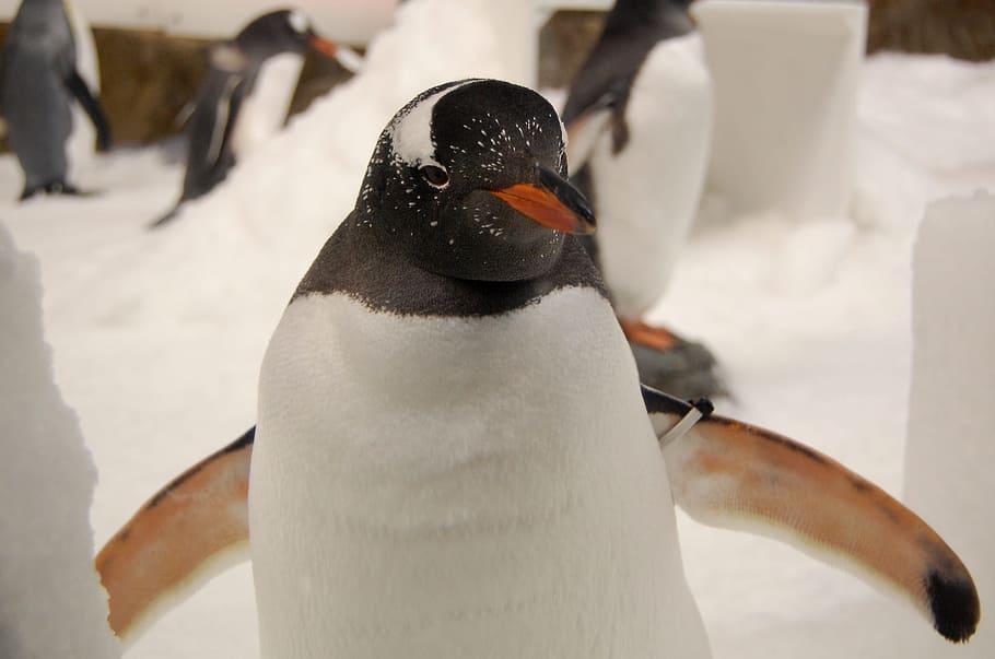 penguin-gentoo-penguin-aquarium.jpg