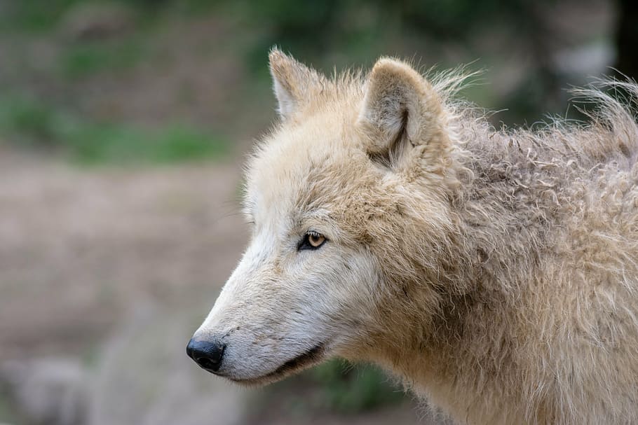 wolf, animal, predator, wolves, nature, wildlife park, pack animal HD wallpaper