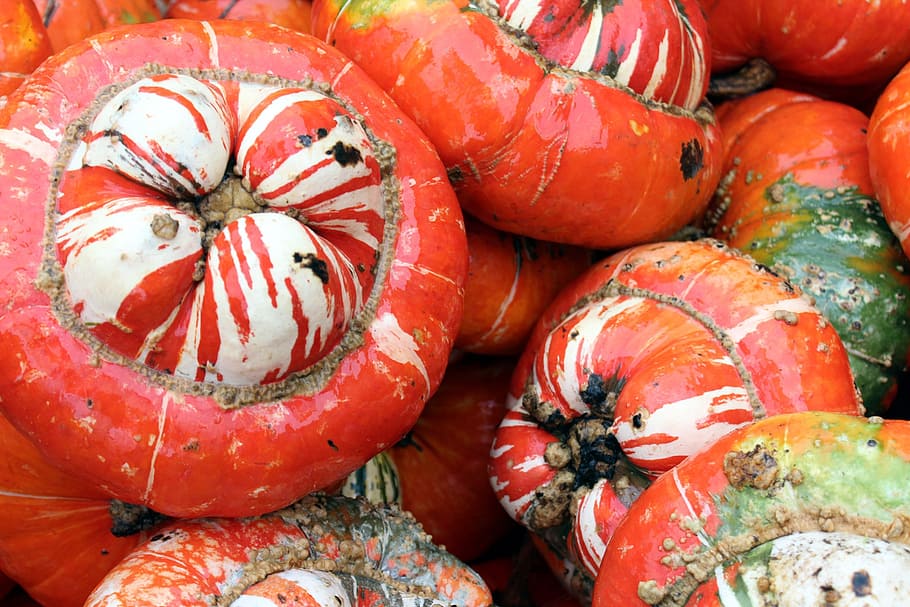 orange, pumpkins, fall, autumn, gourds, white, udders, vegetable HD wallpaper