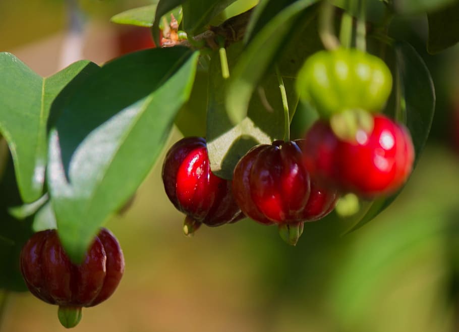 Cherry, Fruit, Nature, Tree, pitangueira, red, food and drink HD wallpaper