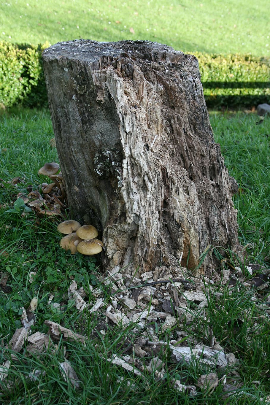 log, mushroom, nature, tree, mushrooms on tree, tree stump HD wallpaper