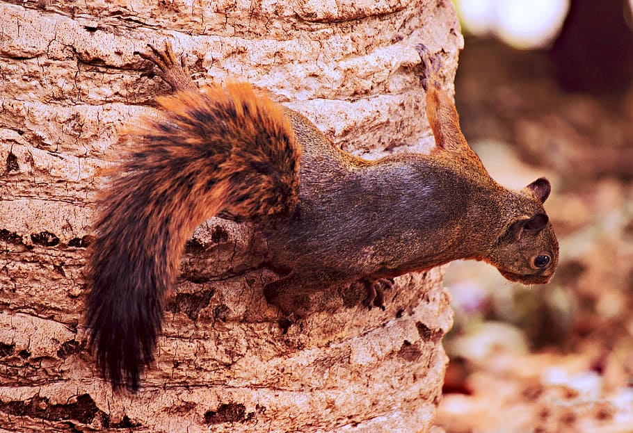 squirrel, tree, animals, nature, park, rodent, natural, forest HD wallpaper
