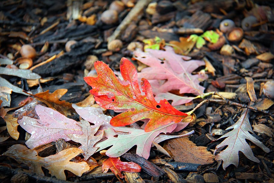 leaf, fall, nature, season, wood, autumn, plant part, change HD wallpaper