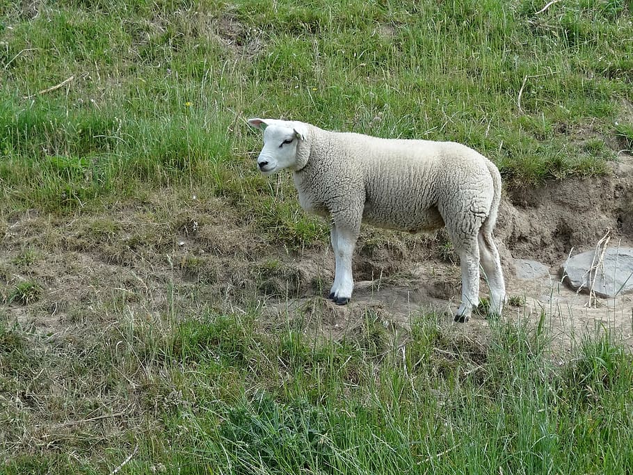 lamb, sheep, nature, landscape, animal, countryside, meadow HD wallpaper
