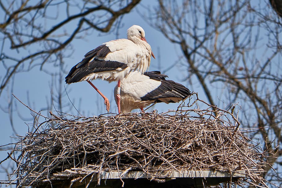 Stork, White, Nest, Scrim, Monogamous, children, white stork, HD wallpaper