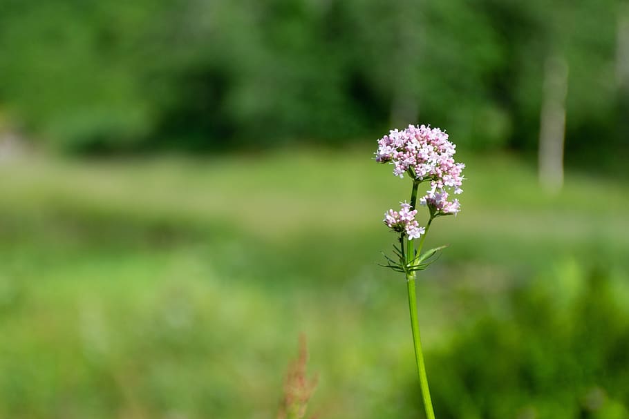 flower, nature, vegetable, flora, spring, plant, flowering plant HD wallpaper