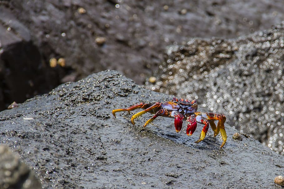 Red Cliff, Crab, red cliff crab, meeresbewohner, shellfish HD wallpaper