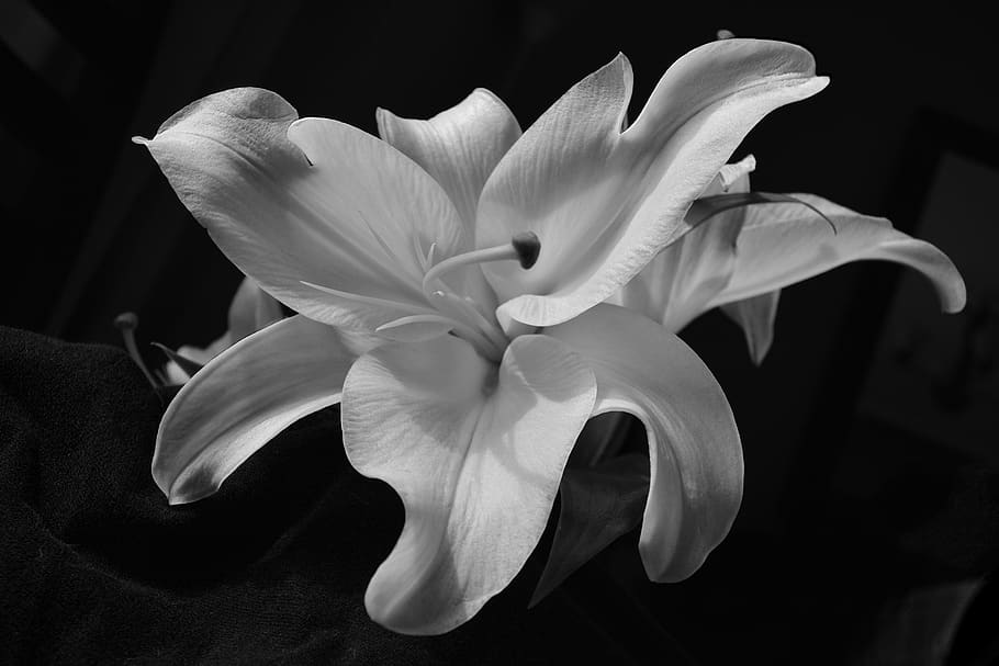 Oriental white flower cosmopolitan wow box