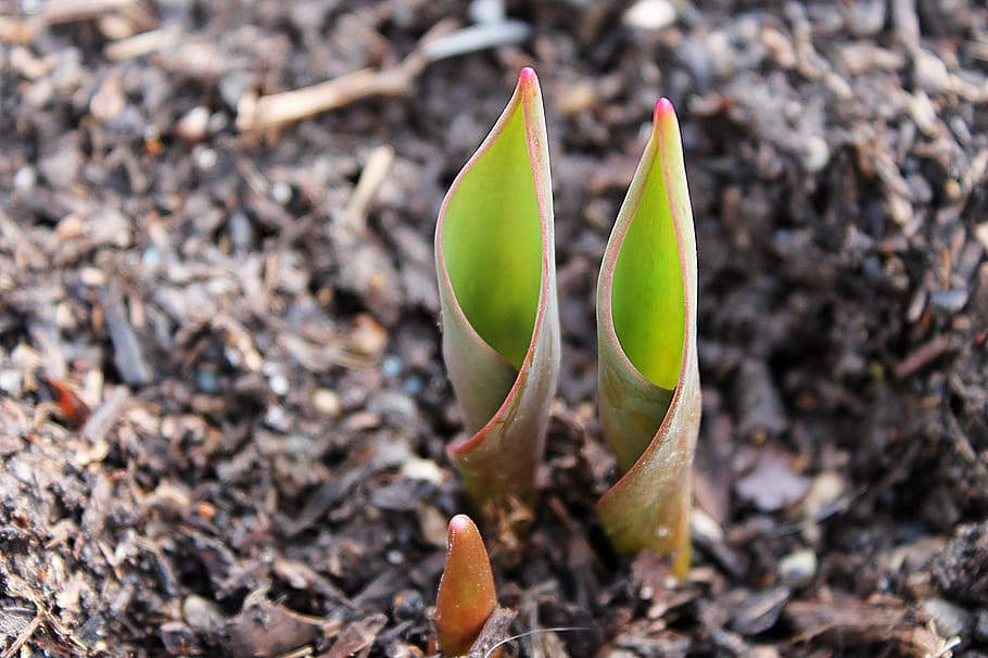 green leafed plant on soil, tulip, bulb, emerge, tip, translucent HD wallpaper