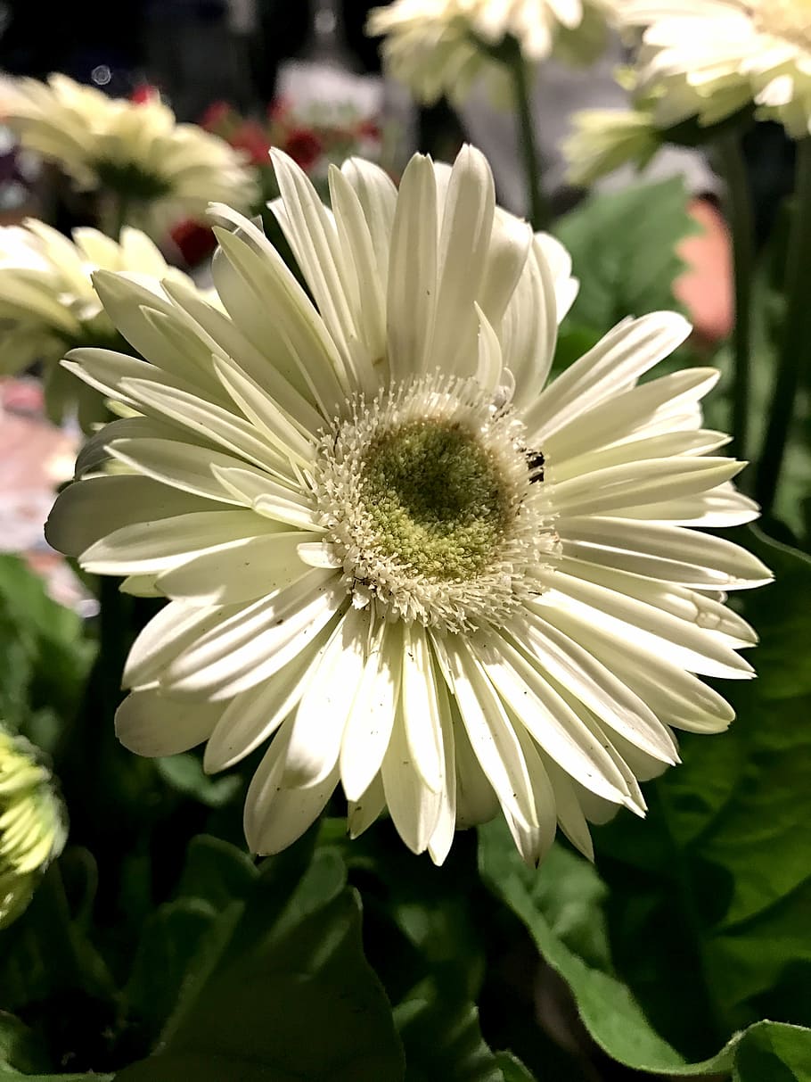 flower, gerbera daisy, bloom, plant, petal, white, blooming HD wallpaper