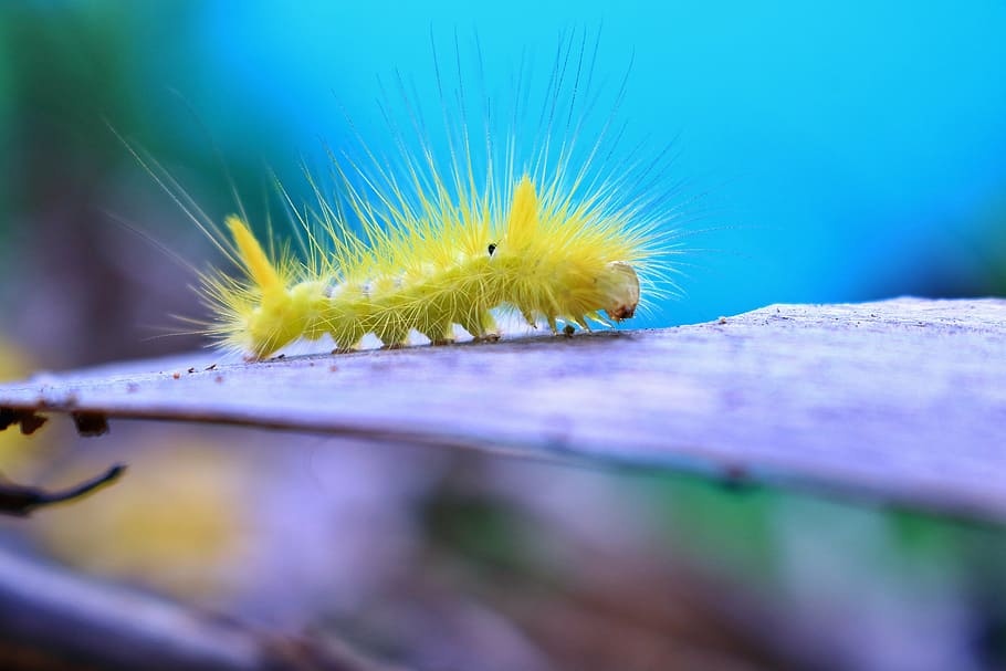 yellow caterpillar on gray stem, bug, insects, bugs, vietnam HD wallpaper
