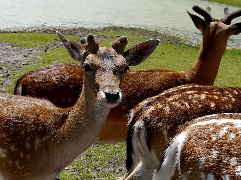 roe deer, wild, nature, scheu, brown, white, wild animal, mammal HD wallpaper