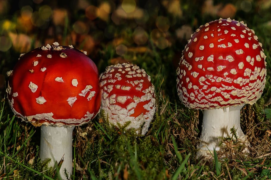 fly agaric, autumn, toxic, forest, in the autumn, autumn forest HD wallpaper
