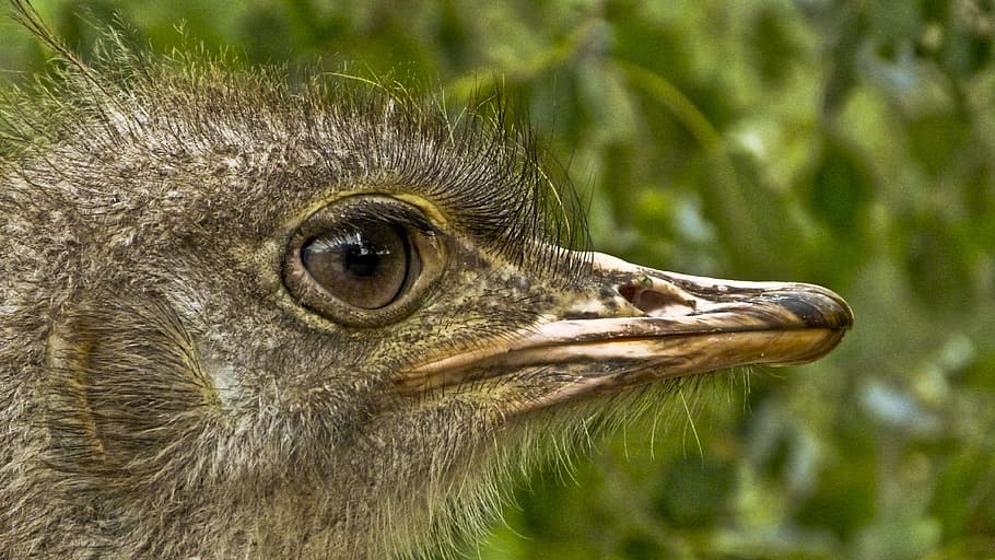 stucc, beak, head, animal themes, animals in the wild, one animal HD wallpaper