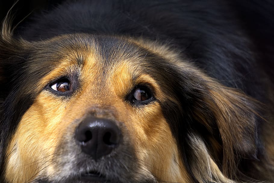 dog, nose, close, head, tired, relax, relaxation, watch, view HD wallpaper