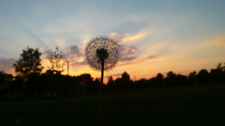 sunset, dandelion, the plot, west, the sun, nature, summer HD wallpaper
