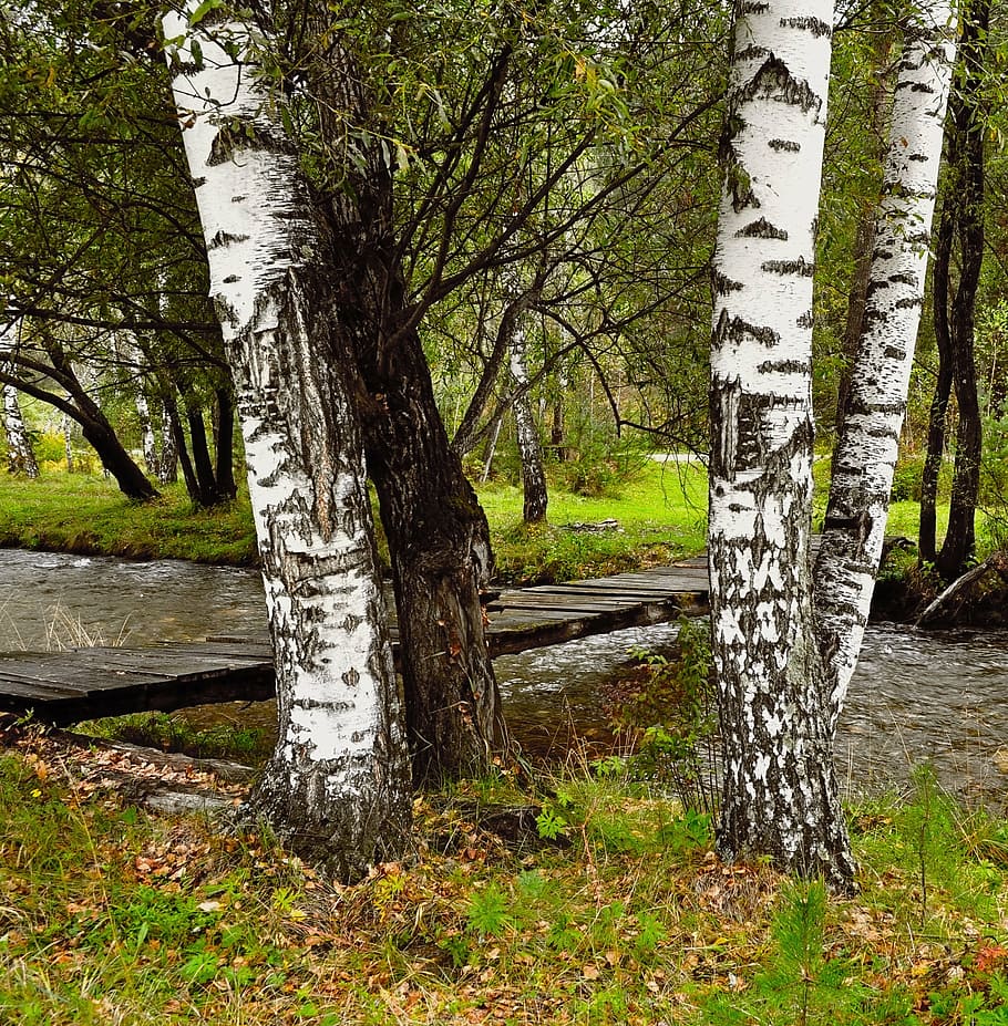 white and black trees, birch, river, bridge, forest, park, branch HD wallpaper