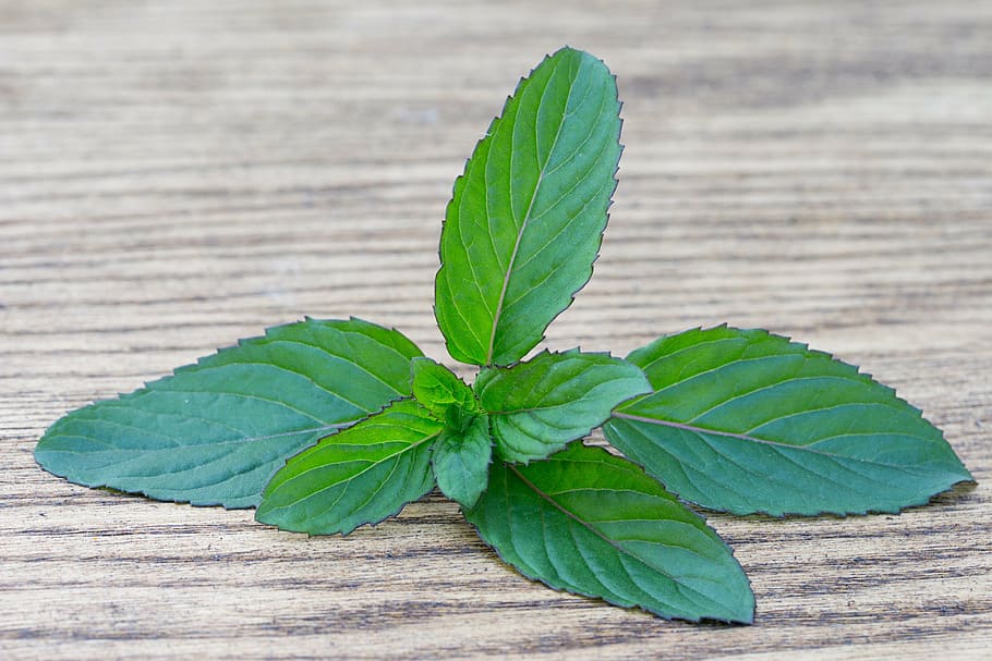 basil, spice, herb, green spice, bio, plant, macro, nature HD wallpaper