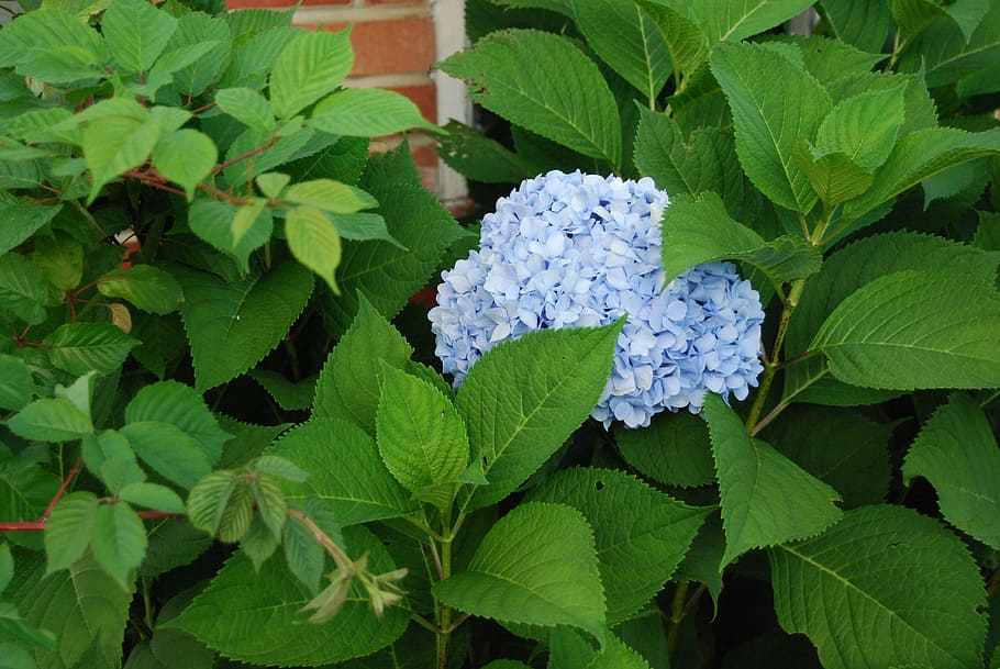 Hydrangea, Blue, Cluster, blue hydrangea, flower, flora, bloom HD wallpaper