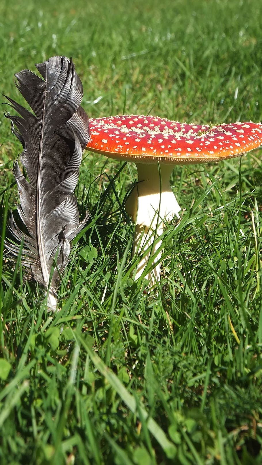 mushroom, feather, rush, green, fly agaric, plant, grass, growth HD wallpaper