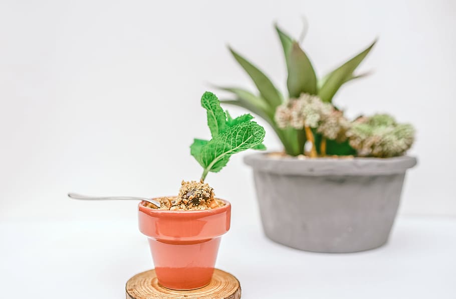 selective focus photography of green sprout on brown pot, green leafed plants HD wallpaper