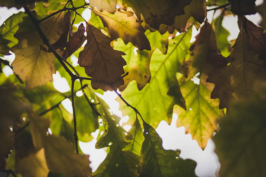 shallow focus photography of green and brown leaves, aerial photography of maple leaf at daytime HD wallpaper