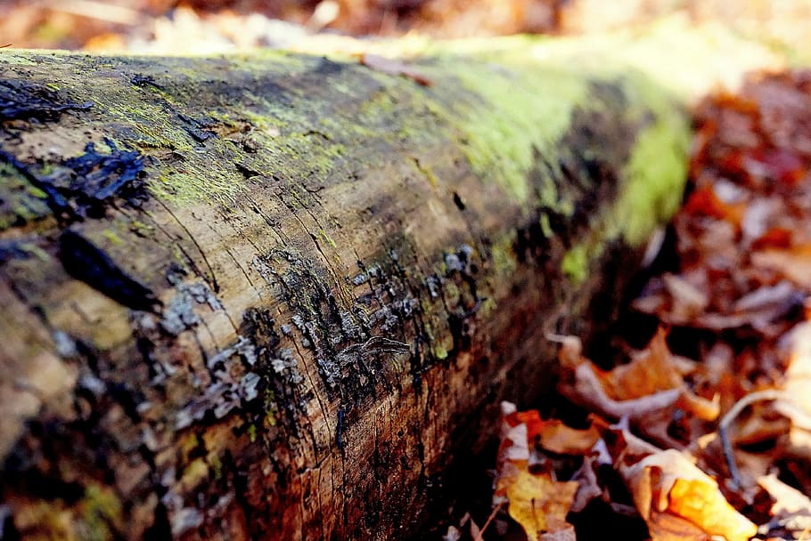 brown tree log surrounded by brown leaves, close-up photography of wood trunk HD wallpaper
