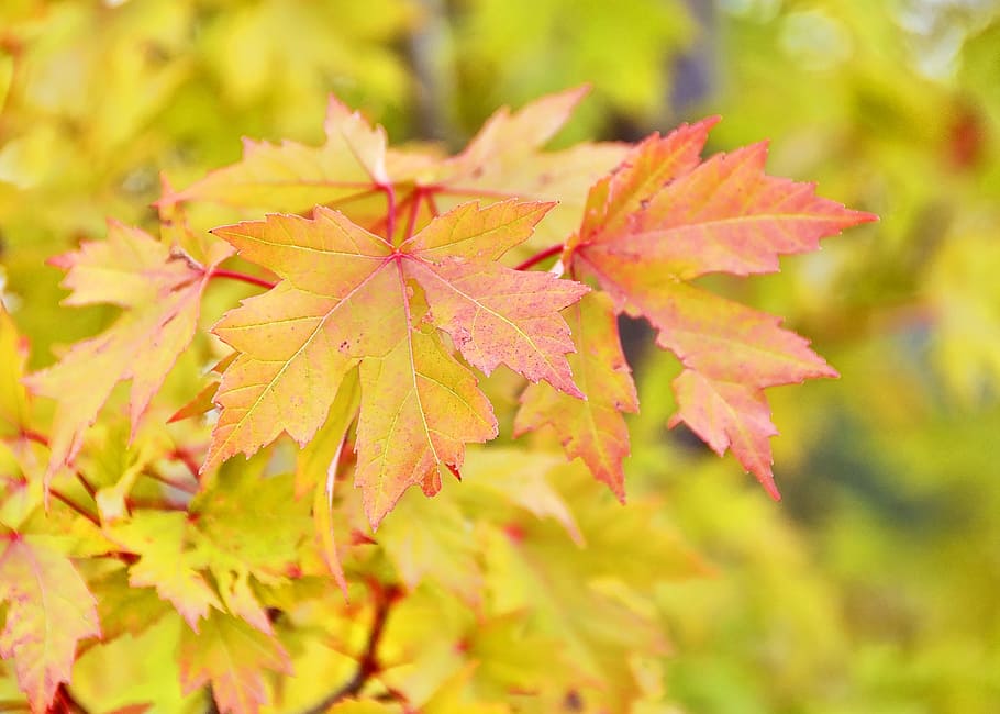 fall, autumn, leaves, yellow, red, orange, season, foliage HD wallpaper