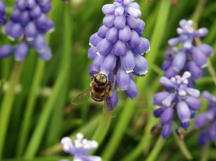bee, pollinate, pollen, honey, flowering, insect, nectar, macro HD wallpaper