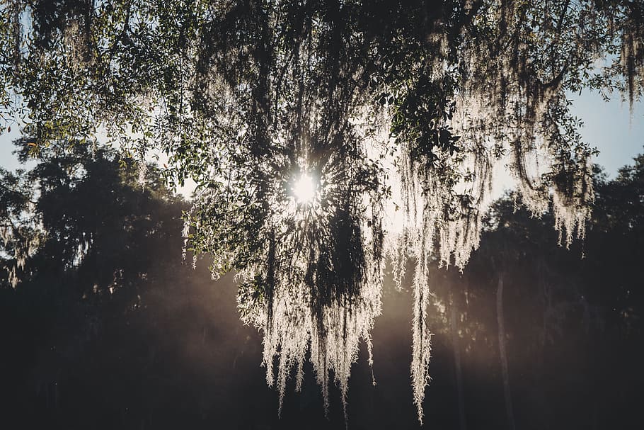 white and black printed wall, sunshine, tree, outdoor, scene HD wallpaper