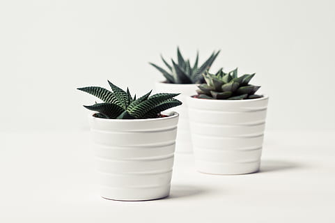 HD wallpaper: Three Green Assorted Plants in White Ceramic Pots, cacti,  close-up | Wallpaper Flare