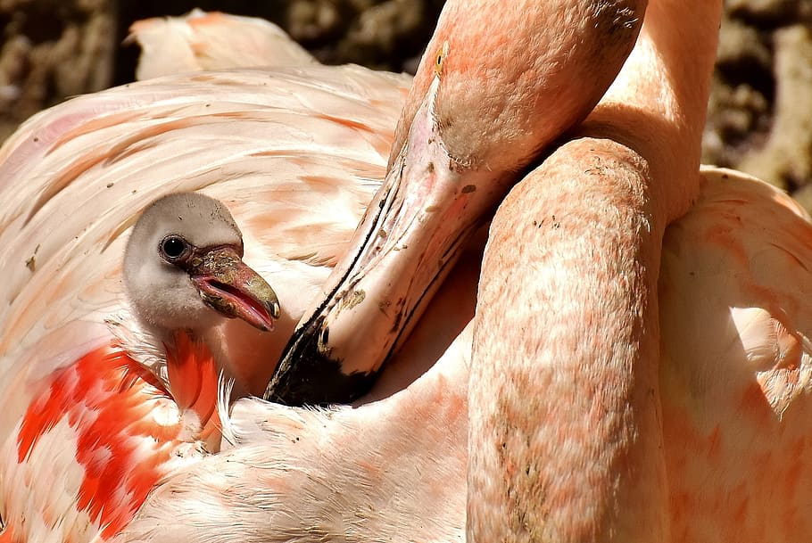 pink and white flamingo, flamingos, chicks, cute, birds, water bird HD wallpaper