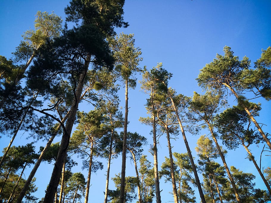 Another Trees in the Forest, nature, sky, blue, outdoors, branch HD wallpaper