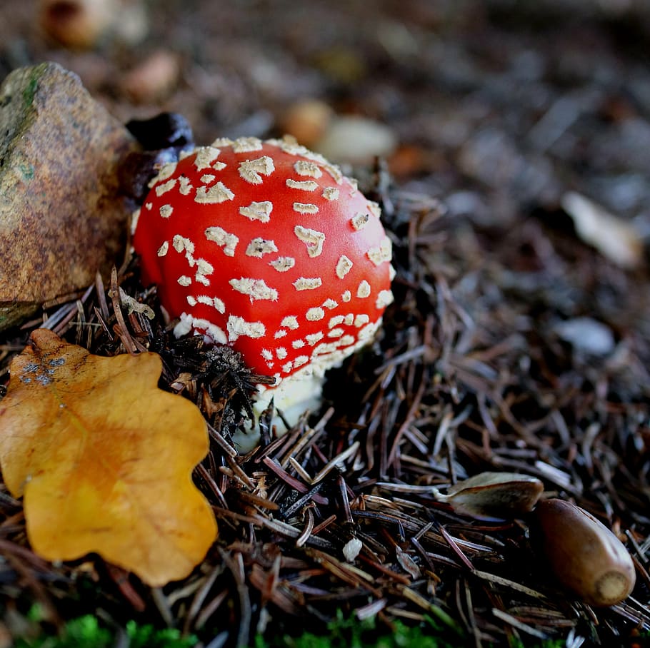 autumn, fly agaric, forest, red, toxic, nature, mushroom, fungus HD wallpaper