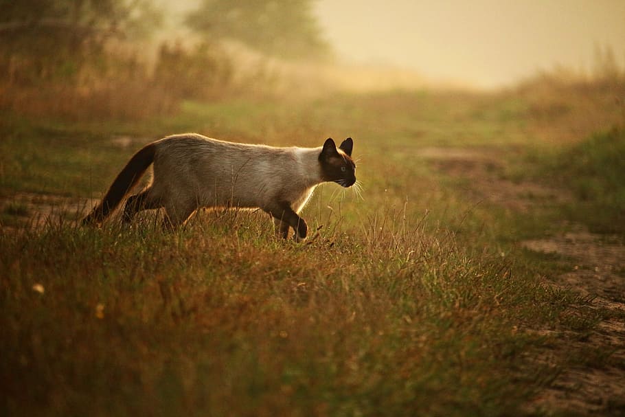 photo of siamese cat walking on grass covered ground, kitten HD wallpaper