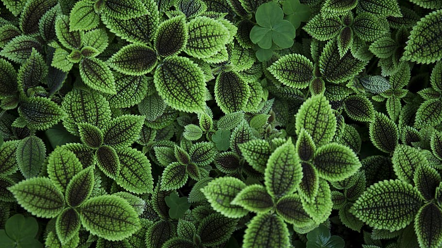 close up photo of green leafed plant, green leaf plant, stem HD wallpaper