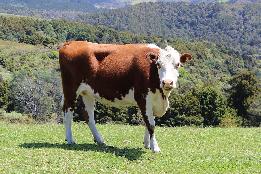 cow, meadow, grass, mountains, brown, animal, mammal, livestock HD wallpaper