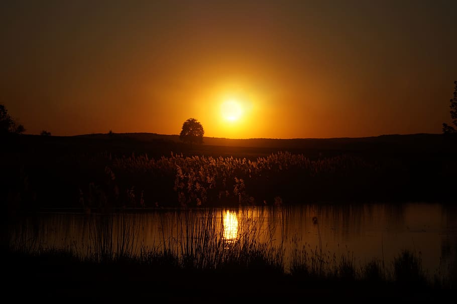 sun, orange, orange sun, yellow, golden, tree, bird, summer HD wallpaper