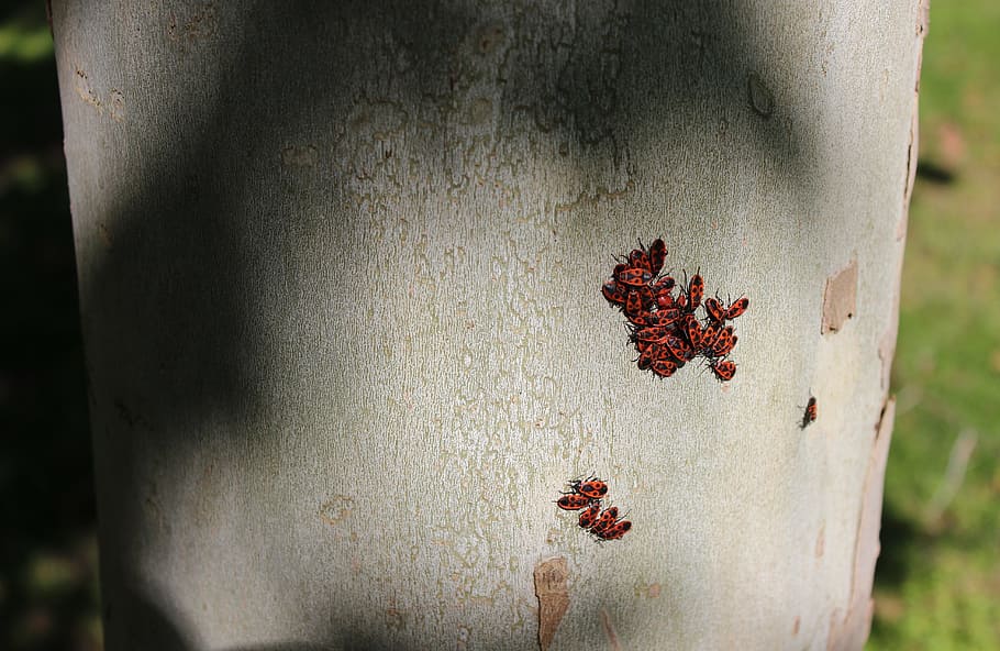 Beetles, Insects, Texture, large texture, red beetles, nature HD wallpaper