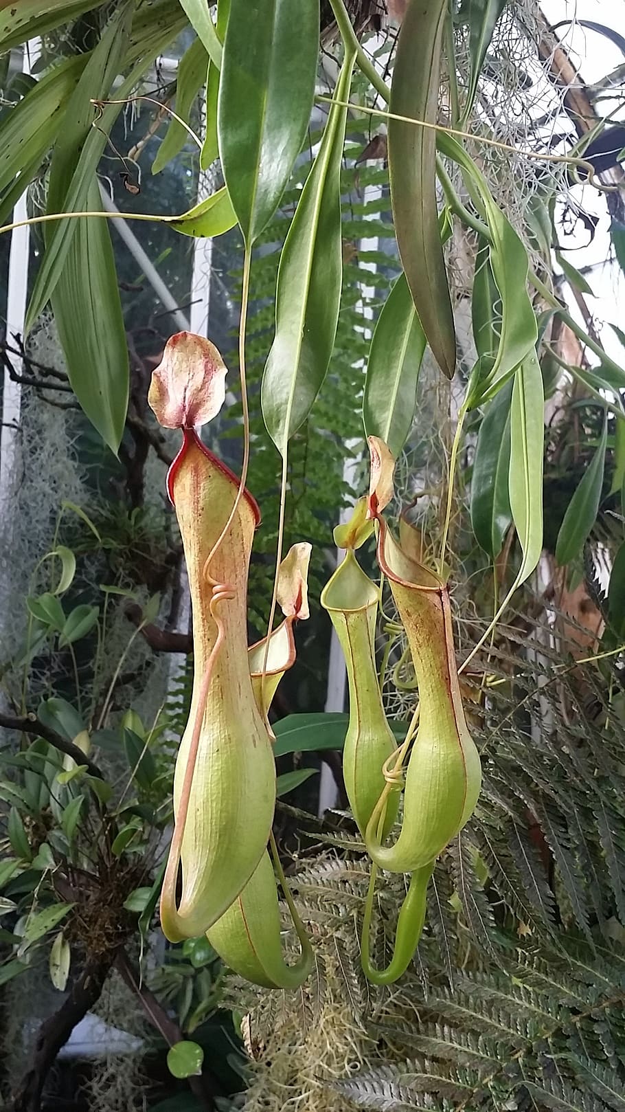 pitcher plant, fly trap, carnivorous, tropical, flower, insect