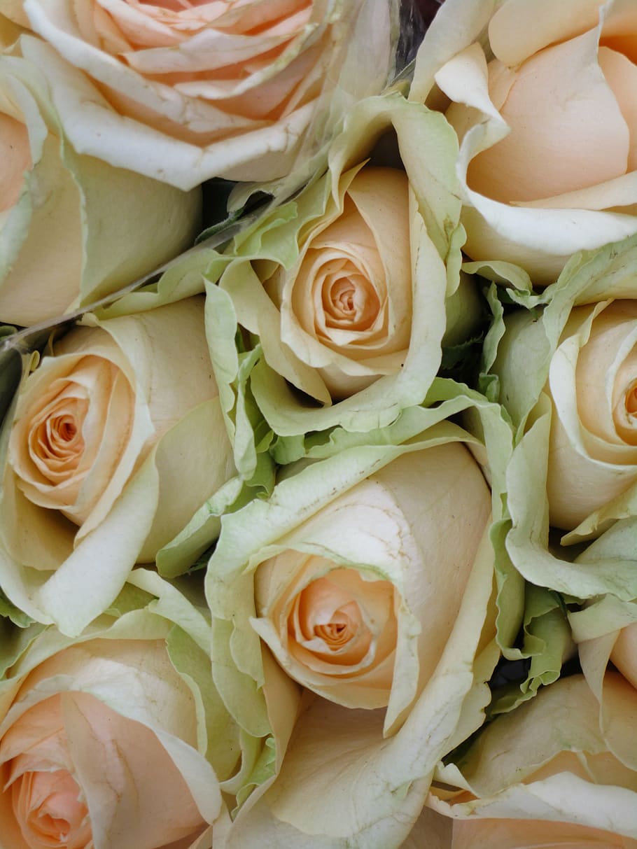 roses, peach colour, bouquet, romantic, ceremony, flower, full frame, HD wallpaper