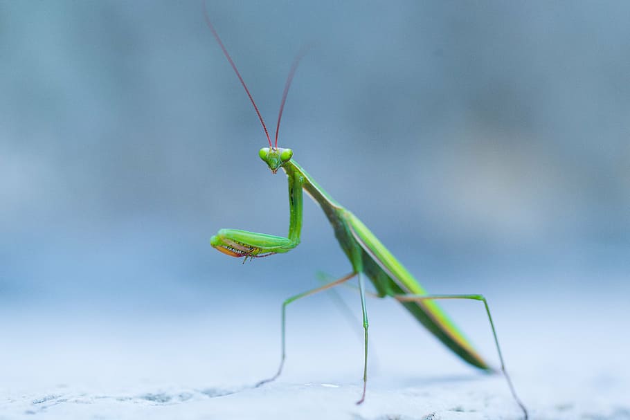 green praying mantis on gray pavement, wild, insect, macro, outdoor