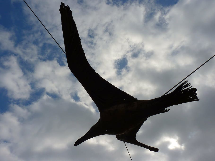 bird, seagull, fly, sky, animal, nature, cloud - sky, low angle view HD wallpaper