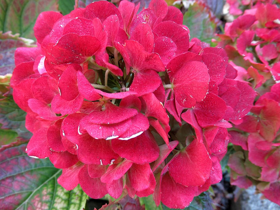 autumn, hydrangea, broken flowers, flowering plant, beauty in nature HD wallpaper