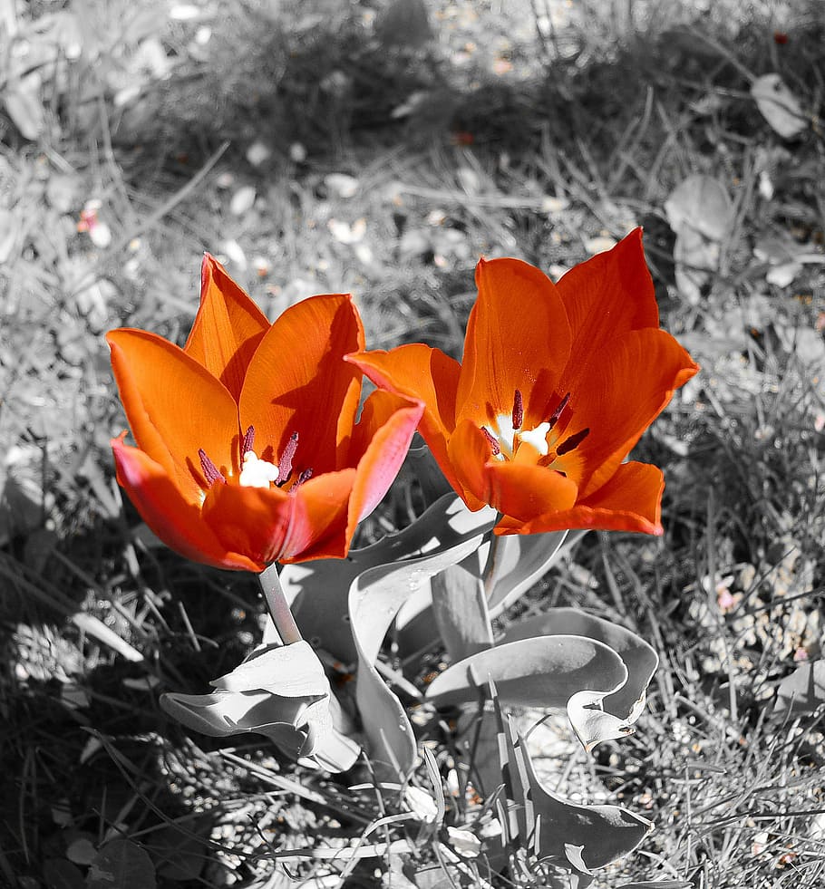 Tulips, Flowers, Spring, red, spring flowers, nature, mourning HD wallpaper