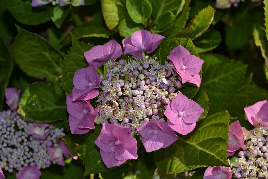 hydrangea, bouquet, garden, nature, purple, summer, plant, flower HD wallpaper